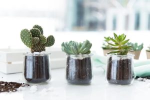 Grocery-Repurposing-Yoplait Oui-Succulent Planter-